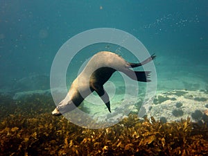 Acrobatic fur seal