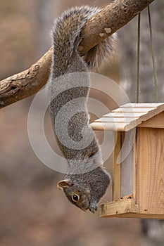 Acrobatic Gray Squirrel Hanging by Tail