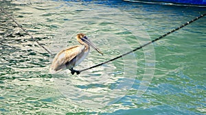 Acrobatic Pelican, West Palm Beach, Florida, USA photo