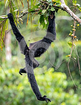 Acrobatic Spider Monkey in the Jungle Canopy
