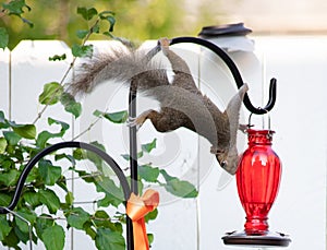 Acrobatic squirrel hanging upside down on the humming bird feeder.