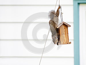 Acrobatic squirrel stealing birdseed from bird feeder