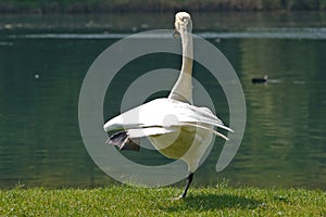 Acrobatic swan photo