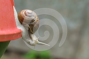 Acrobatic wine snail poses for camera with head down photo