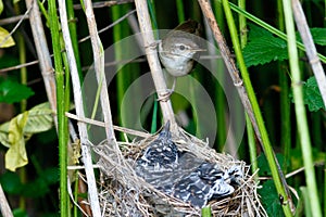 Acrocephalus palustris. The nest of the Marsh Warbler in nature.