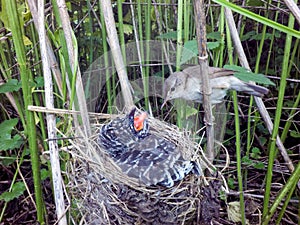 Acrocephalus palustris. The nest of the Marsh Warbler in nature.