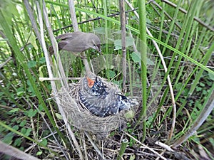 Acrocephalus palustris. The nest of the Marsh Warbler in nature. photo