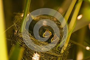 Acrocephalus warblers chicks in the nest