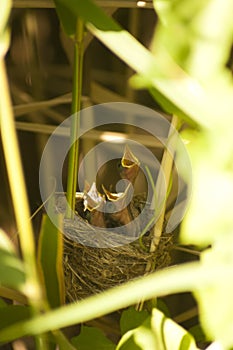 Acrocephalus warblers chicks in the nest