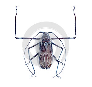 Acrocinus longimanus