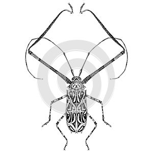 Acrocinus Longimanus beetle illustration vector
