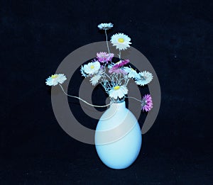 Acroclinium Roseum Or Straw Flowers In Vase