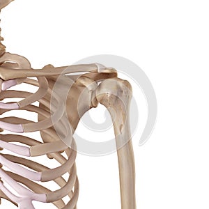 The acromioclavicular ligament