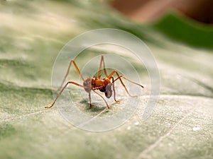 Acromyrmex on the big green leaf plants