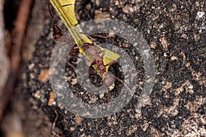 Acromyrmex Leaf-cutter Ant