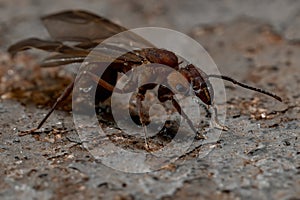 Acromyrmex Leaf-cutter Ant