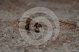 Acromyrmex Leaf-cutter Ant