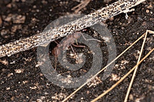 Acromyrmex Leaf-cutter Ant photo