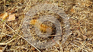Acronicta aceris caterpillar photo
