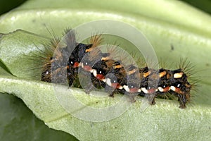Acronicta rumicis, knot grass