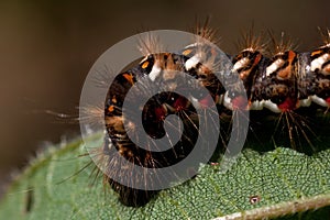 Acronicta rumicis, a moth of the family Noctuidae, caterpillar