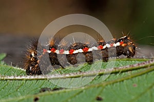 Acronicta rumicis, a moth of the family Noctuidae, caterpillar