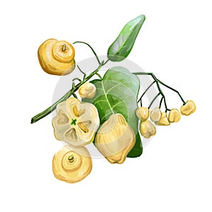 Acronychia acidula, lemon aspen or lemon wood, species of small to medium-sized rainforest tree. Digital art lillustration of hand