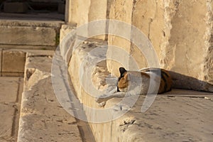 Acropolis, Athens,Greece. It is a main tourist attraction of Athens. Ancient Greek architecture of Athens in summer.Ruins of a