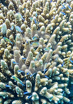 Acropora and Chromis