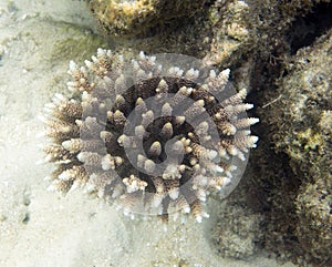 Acropora close up view in Togian islands