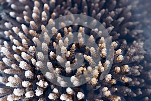 Acropora Coral