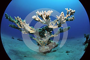 Acropora coral