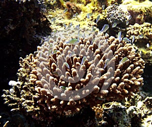 Acropora coral