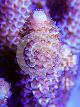 Acropora coral branches growing up