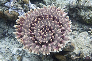 An acropora coral picture in Togian islands