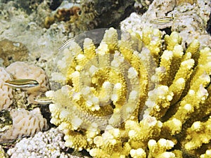 Acropora Coral in the reef