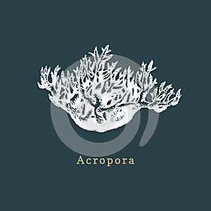 Acropora coral vector illustration. Drawing of sea polyp on dark background.