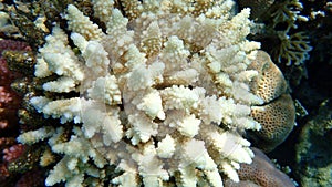 Acropora corals from the red sea