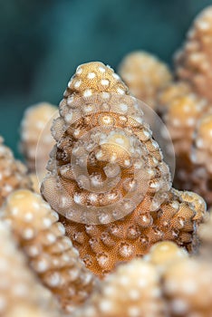 Acropora humilis coral closeup photo
