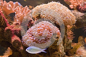 Acropora and millepora corals