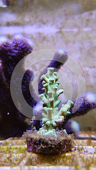 Acropora short polyps stony coral