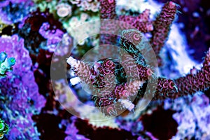 Acropora short polyps stony coral photo
