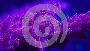 Acropora stony coral with polyps fully extended