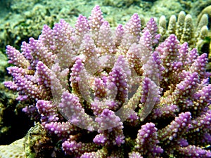 Acropora Strawberry Shortcake Wild Coral Fiji