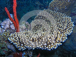 Acropora variabilis - table coral on a reef in the Red Sea