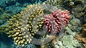 Acroporid coral Acropora gemmifera and Hood coral or Smooth cauliflower coral Stylophora pistillata undersea