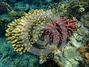 Acroporid coral Acropora gemmifera and Hood coral or Smooth cauliflower coral Stylophora pistillata undersea