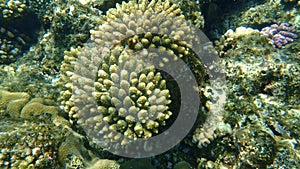 Acroporid coral Acropora gemmifera undersea, Red Sea, Egypt, Sharm El Sheikh, Nabq Bay