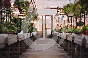 Across a greenhouse. Narrow path in the middle of crops. photo