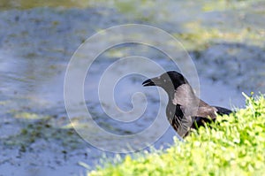 Acrow in pursuit of hunting, corvus corone